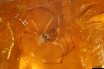 Media type: image;   Entomology PALE-26921
